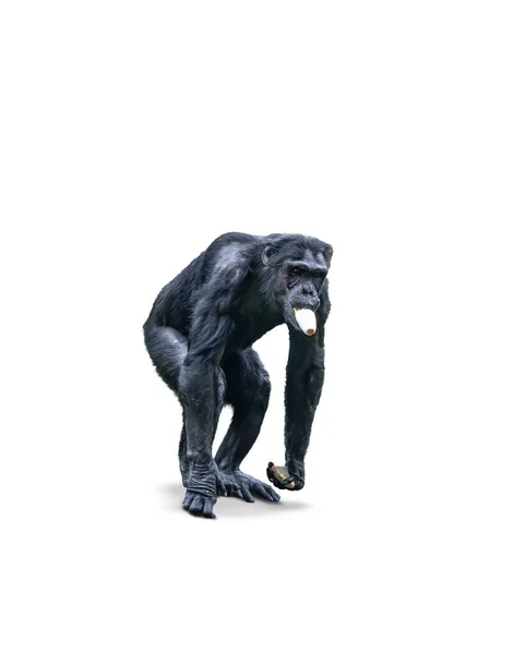 Mono Chimpancé Comiendo Verduras Aislado Sobre Fondo Blanco — Foto de Stock