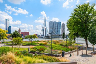 Nehir ve Rotterdam limanı yakınlarındaki rahat bir şehir parkında yeşil bitkilerle dolu bir manzara. Arkaplanda köprü olan Skyline.