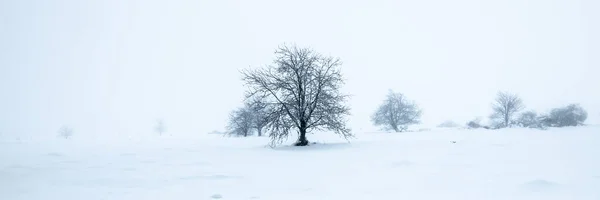 Gołe Drzewo Białym Spokojnym Krajobrazie Śniegu Panorama Zimowa — Zdjęcie stockowe