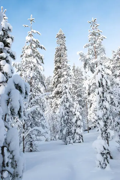 Met Sneeuw Bedekte Bomen Het Winterbos Van Rovaniemi Finland — Stockfoto