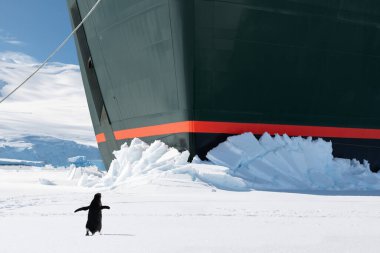 Antarktika 'daki keşif gemisinin pruvasının önünde duran meraklı penguen..