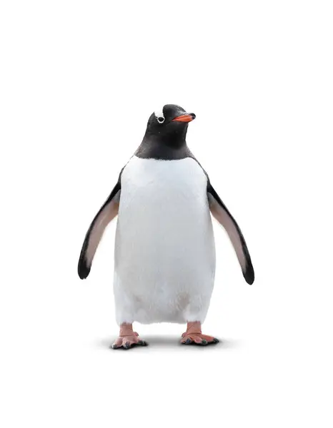 stock image Gentoo penguin isolated on white background.