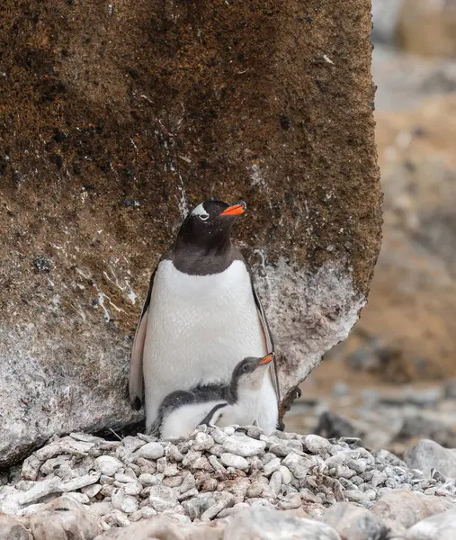 Ezelspinguïn Met Jong Kuiken Nest Brown Bluff Antarctica Stockfoto