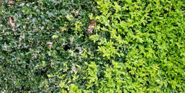 Boxwood arka planında taze yapraklar ve hasarlı yapraklar Nisan 'da kutuda tırtıl tarafından yenmiş..