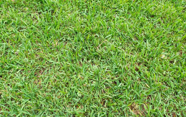 Groene Gras Achtergrond Tuin Sterk Gazon Met Dik Gras Stockafbeelding