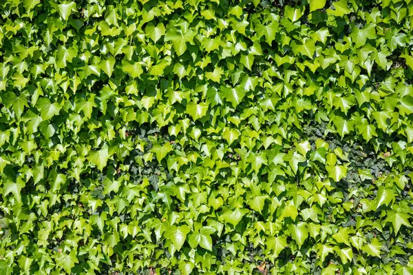 Ivy Achtergrond Groenblijvende Hedera Bladeren Muur Stockfoto