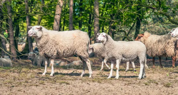 Πρόβατα Και Αρνιά Στη Φύση Πλευρική Άποψη Royalty Free Εικόνες Αρχείου