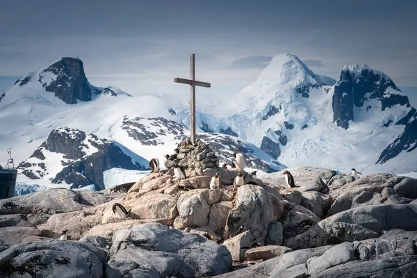 stock image Penguins with chicks on rocks at memorial cross on Petermann Island, Antarctica.