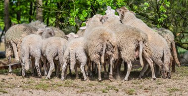 Koyun ve kuzuların yan yana oturup meşe ağacından yapraklar yemesi. Arka görünüm.
