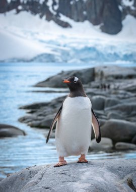 Gentoo Penguin Standing on Rock at Bay of Petermann Island, Antarctica. clipart