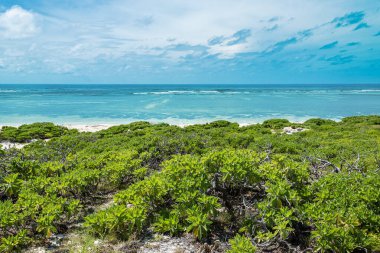 Scaevola Sericea Bush at Tropical Beach of Cosmoledo Atoll, Seychelles. clipart