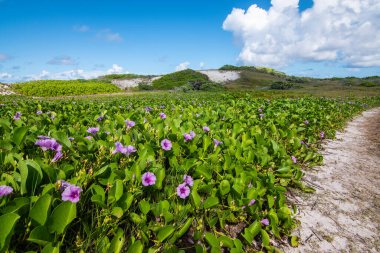 Günaydın Glory, Ipomoea, Bindweed. Seyşeller 'de mor çiçekli sürünen bitki.