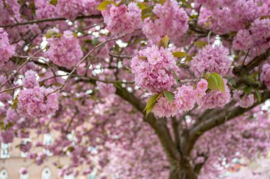 Belçika 'nın Gent caddesinde Pembe Çiçek açan Kiraz Ağacı.