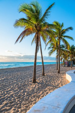 Fort Lauderdale Sahili, Florida 'da Palmiye Ağaçları