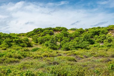 Cosmoledo Mercan, Seyşeller 'de Yeşil Vejetasyonlu Tropikal Doğa