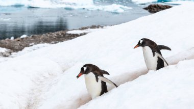 Gagasında kaya olan Gentoo pengueni, Antarktika 'daki penguen karayolunda diğer penguenler tarafından takip ediliyor. Yan Görünüm.