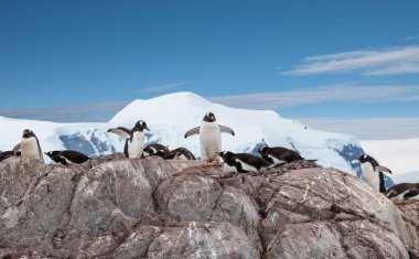 Antarktika 'da Kayaların Üretilmesi Üzerine Penguenler