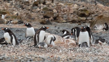 Antarktika 'daki Gentoo Penguenleri Kalesi