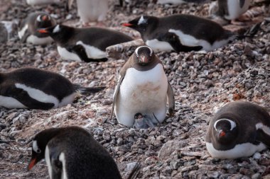 Gentoo Penguenleri Kayalık Yuvada, Kahverengi Kayalık, Antarktika