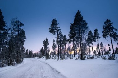 Finlandiya, Laponya 'da Gündoğumu sırasında Karlı Yol Boyunca Uzun Ağaçlarla Kış Manzarası