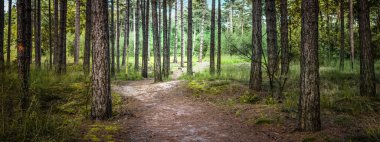 Belçika, Karanlık Orman 'da Ağaç Gövdesi Yakınındaki Yol Panoramik Görünümü.