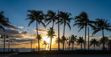Gün doğumunda Sahilde Dalgalanan Palmiye Ağaçları 'nın silueti. Fort Lauderdale, Florida