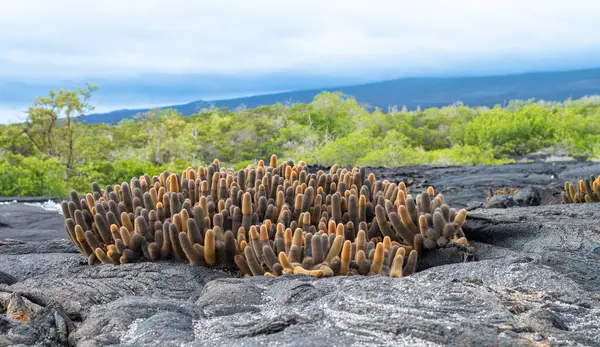 Lava Kaktüsü, Endemik Bitki Fernandina Adası, Galapagos, Ekvador 'da Lav Tarlasında Büyüyor