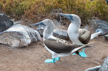 Suarez Point, Espanola Adası 'nda Galapagos Mavi Ayaklı Memeler
