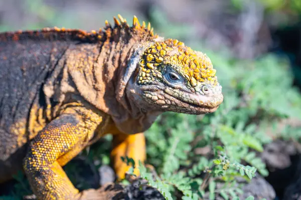 Güney Plaza, Doğa 'daki Sarı Galapagos Land Iguana. Conolophus Özellikleri.