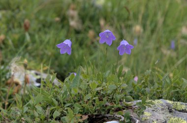 Campanula kochleariifolia, kulak yaprağı çanı çiçeği