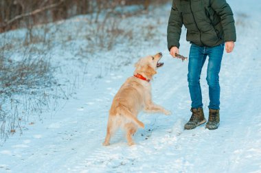 Obedient golden retriever dog with his owner practicing defense command. Happiness and friendship. pet and human.
