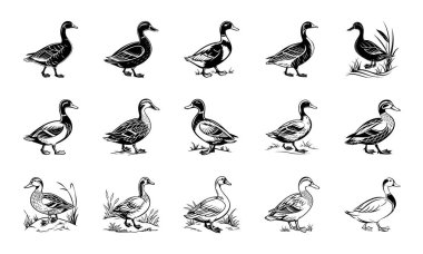 Adorable Baby Duckling Line Art Vectors Cute Cartoon Duck Sketches clipart