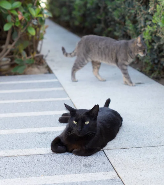 Black Cat Lying Looking Camera Penetrating Gaze — Stock Photo, Image