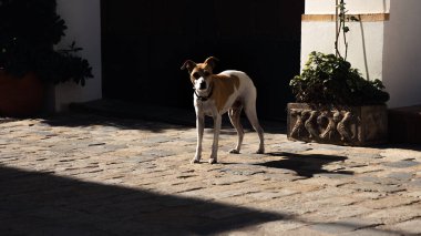 Sokakta tasmasız bir köpek kameraya bakıyor. Işıklı ve gölgeli bir görüntü.