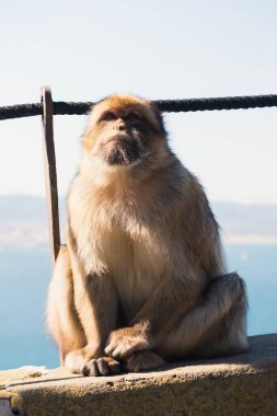 Oturan Barbar Makakka (Macaca sylvanus). Cebelitarık maymunu kameranın önünde poz veriyor..
