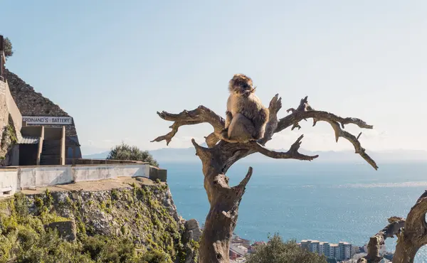 stock image Gibraltar, February 26th 2024: Barbary macaque sitting on the trunk of a leafless tree with a sea view in the background. Gibraltar monkey in the nature reserve on the Rock.