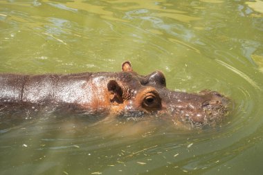 Su aygırı (Hippopotamus amfibi) yüzüyor. Suaygırı kafasını suyun yüzeyinden çıkartıyor..