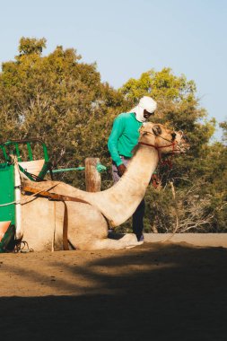 Maspalomalar, Gran Canaria; 3 Ağustos 2024: Göçebe Bedeviler ve Berberiler kendi dromedyeriyle ilgileniyorlar.