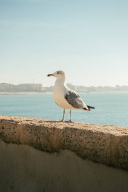 Arka planda deniz manzaralı bir duvarda martı..