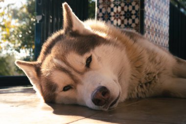 Yerde yatan kahverengi bir Sibirya Husky 'sinin portresi. Kahverengi Sibirya Husky dinleniyor.