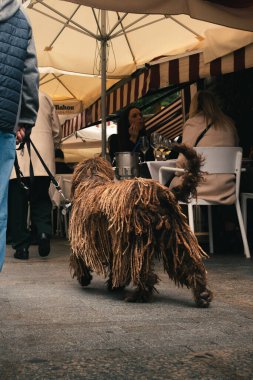 Murcia, İspanya; 27 Aralık 2024: Rastalı kahverengi köpek sokakta yürüyor.