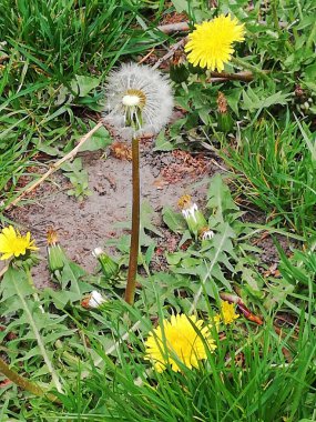 bir yaz güneş çayır üzerinde sarı dandelions