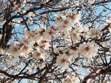 Atina - baharda gökyüzüne karşı açan badem dalları