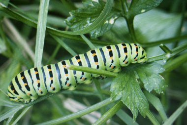  Tırtıl Kırlangıç Kelebek Papilio Macun. 