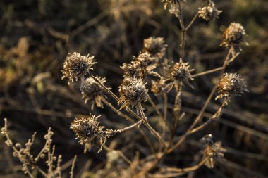 Sabah ayazında devedikenleri. Bahar manzarası.