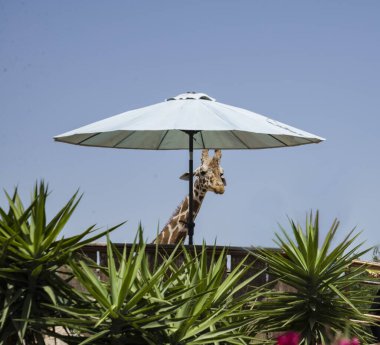 Yunan hayvanat bahçesinde bir zürafa şemsiyenin altında duruyor