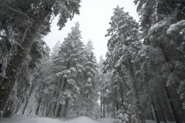 Karda kozalaklı orman. Kış yatay manzarası.