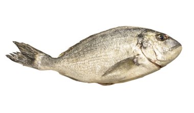 Sparus aurata, Dorado, çipura - beyaz arka planda izole edilmiş