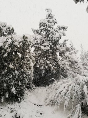 Atina 'da kışın kar altında ağaçlar ve çalılar