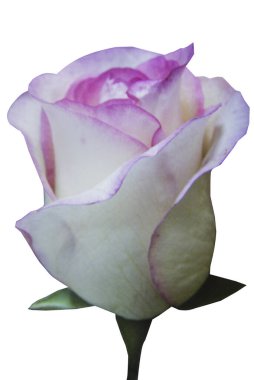 Beyaz yakın beyaz zemin üzerine izole yükseldi